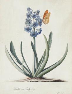 Georg Dionysius Ehret - A double blue hyacinth (Hyacinthus orientalis) with a butterfly