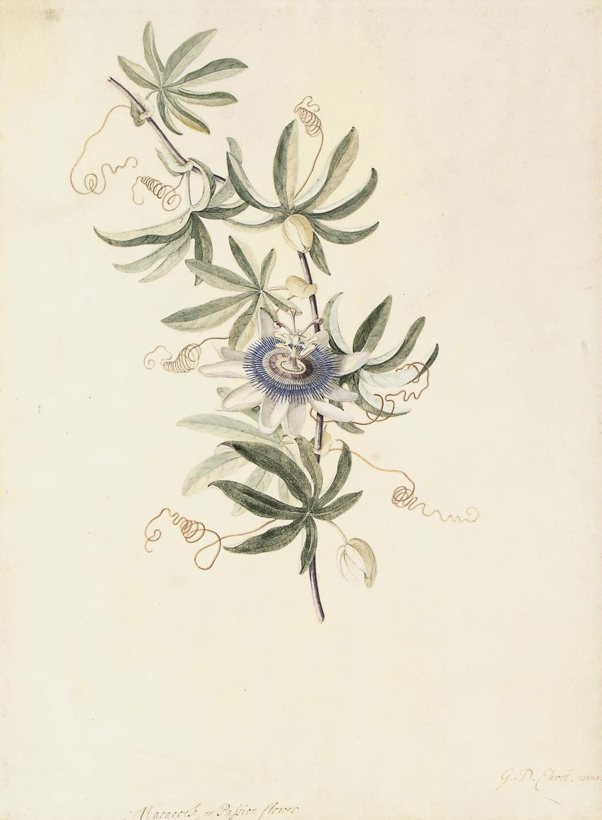 Georg Dionysius Ehret - A passion flower