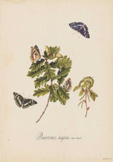 Georg Dionysius Ehret - Broad-leaved oak clippings ( Quercus latifolia ) with male and female Purple Emperor butterflies ( Apatura iris ), their upperwings and underwings displayed