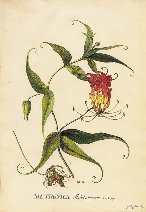 Georg Dionysius Ehret - Gloriosa superba (Glory Lily)