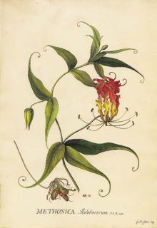 Georg Dionysius Ehret - Gloriosa superba (Glory Lily)