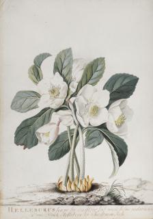 Georg Dionysius Ehret - Helleborus