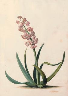 Georg Dionysius Ehret - Hyacinthus orientalis