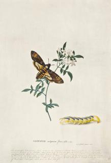 Georg Dionysius Ehret - Jasminum Vulgatius Flore Albo