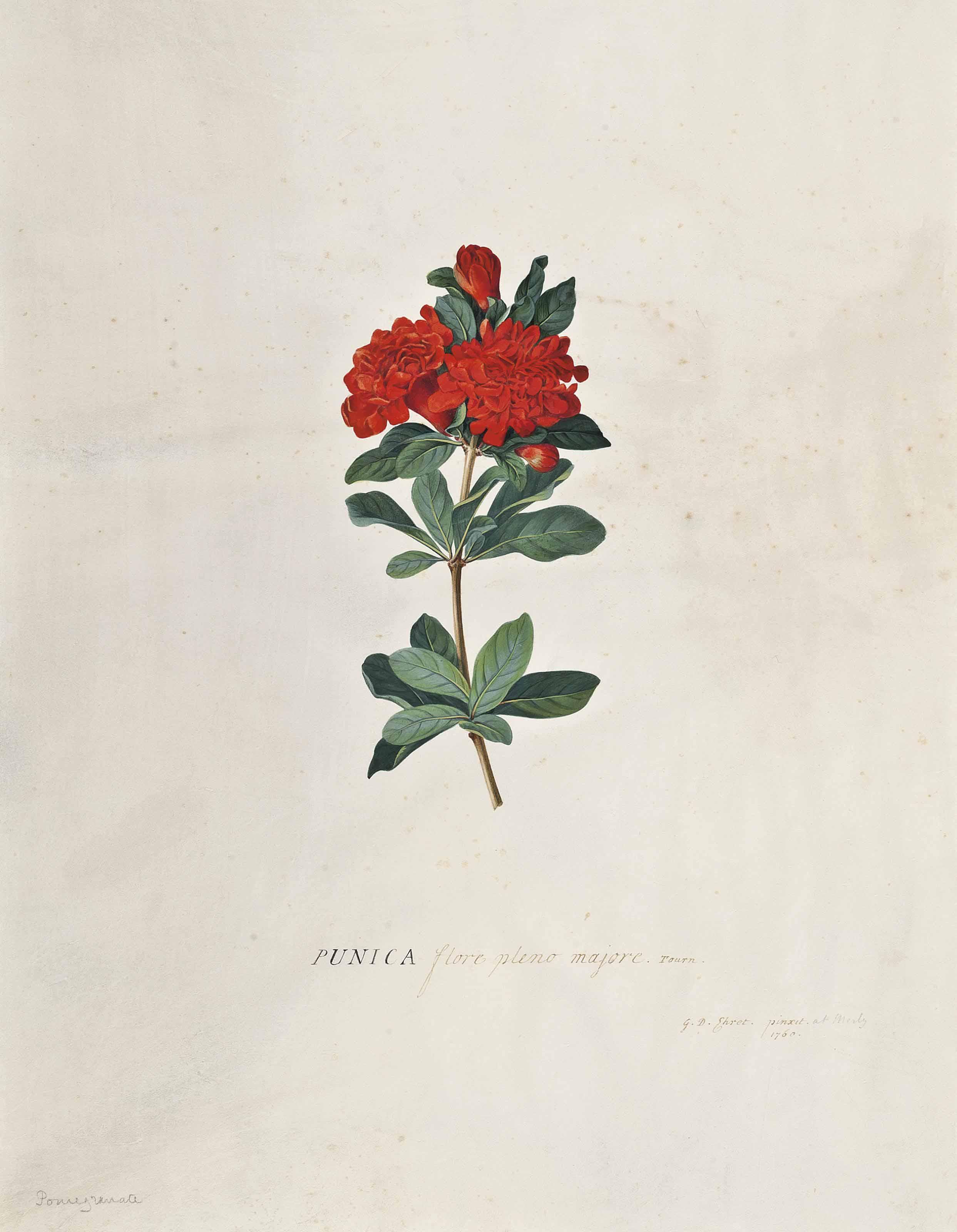 Georg Dionysius Ehret - Punica Flore Pleno Majore