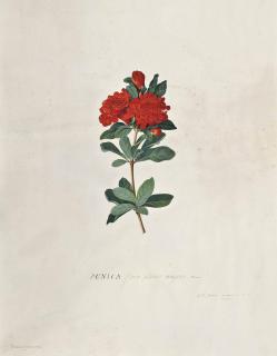 Georg Dionysius Ehret - Punica Flore Pleno Majore