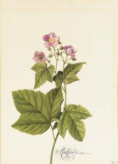Georg Dionysius Ehret - Rubus Odoratus (Japanese Anemone); and Persica dura (Peach)
