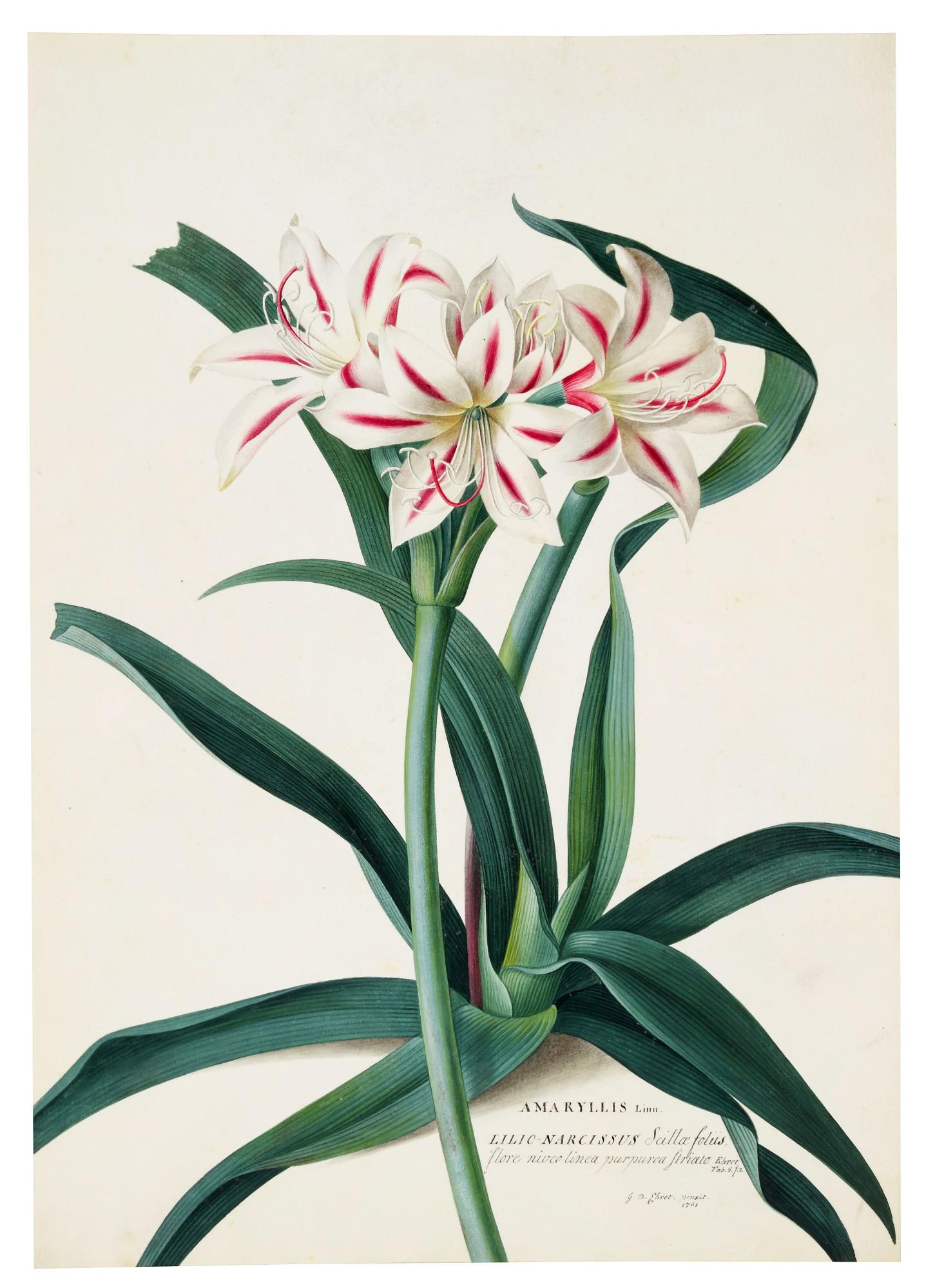 Georg Dionysius Ehret - The Amaryllis