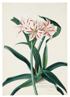 Georg Dionysius Ehret - The Amaryllis
