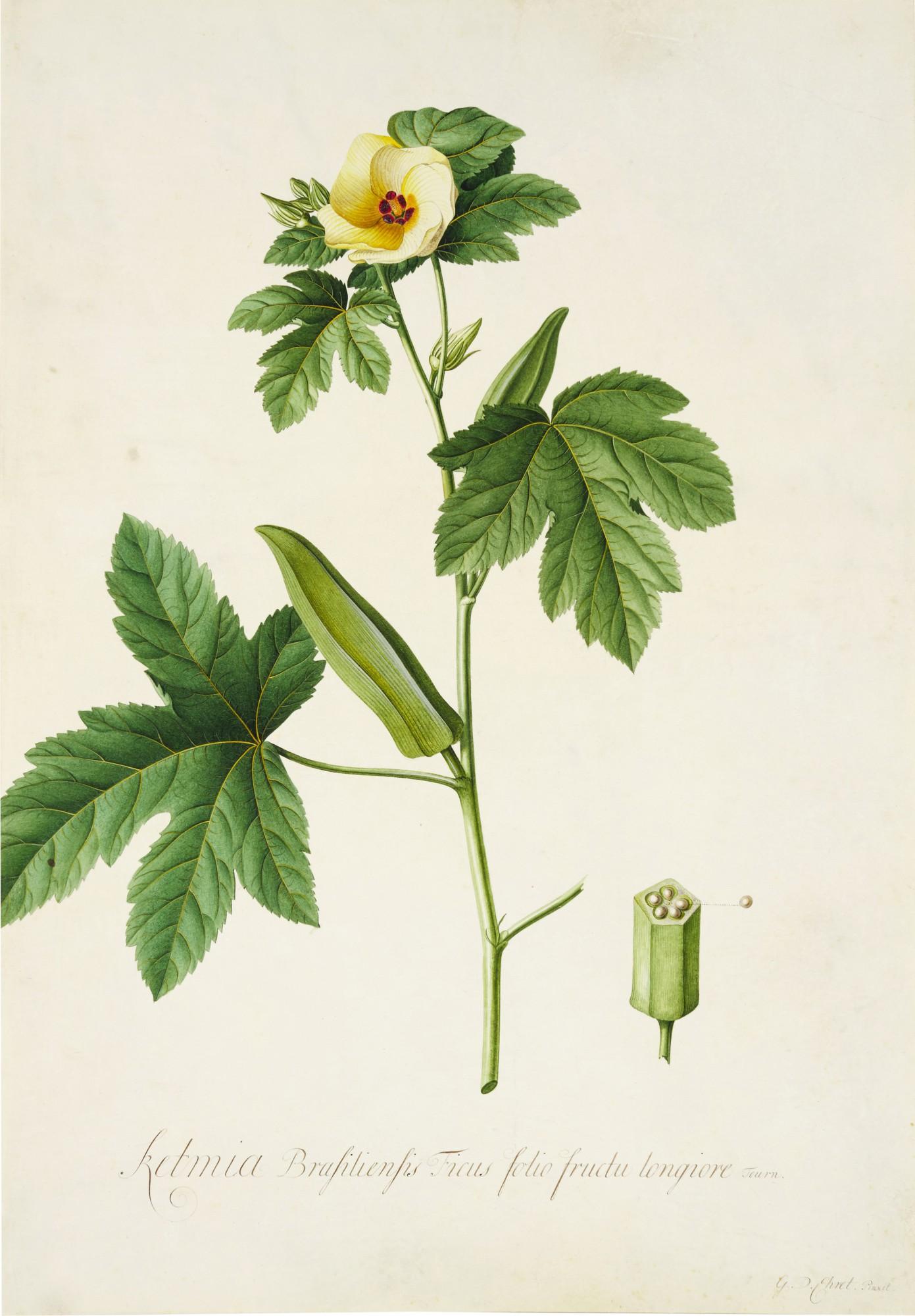 Georg Dionysius Ehret - The Brazilian Hibiscus