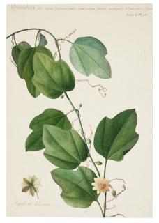 Georg Dionysius Ehret - The Passion Flower