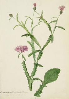 Georg Dionysius Ehret - The Roman Iris