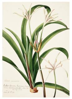 Georg Dionysius Ehret - The White Lily