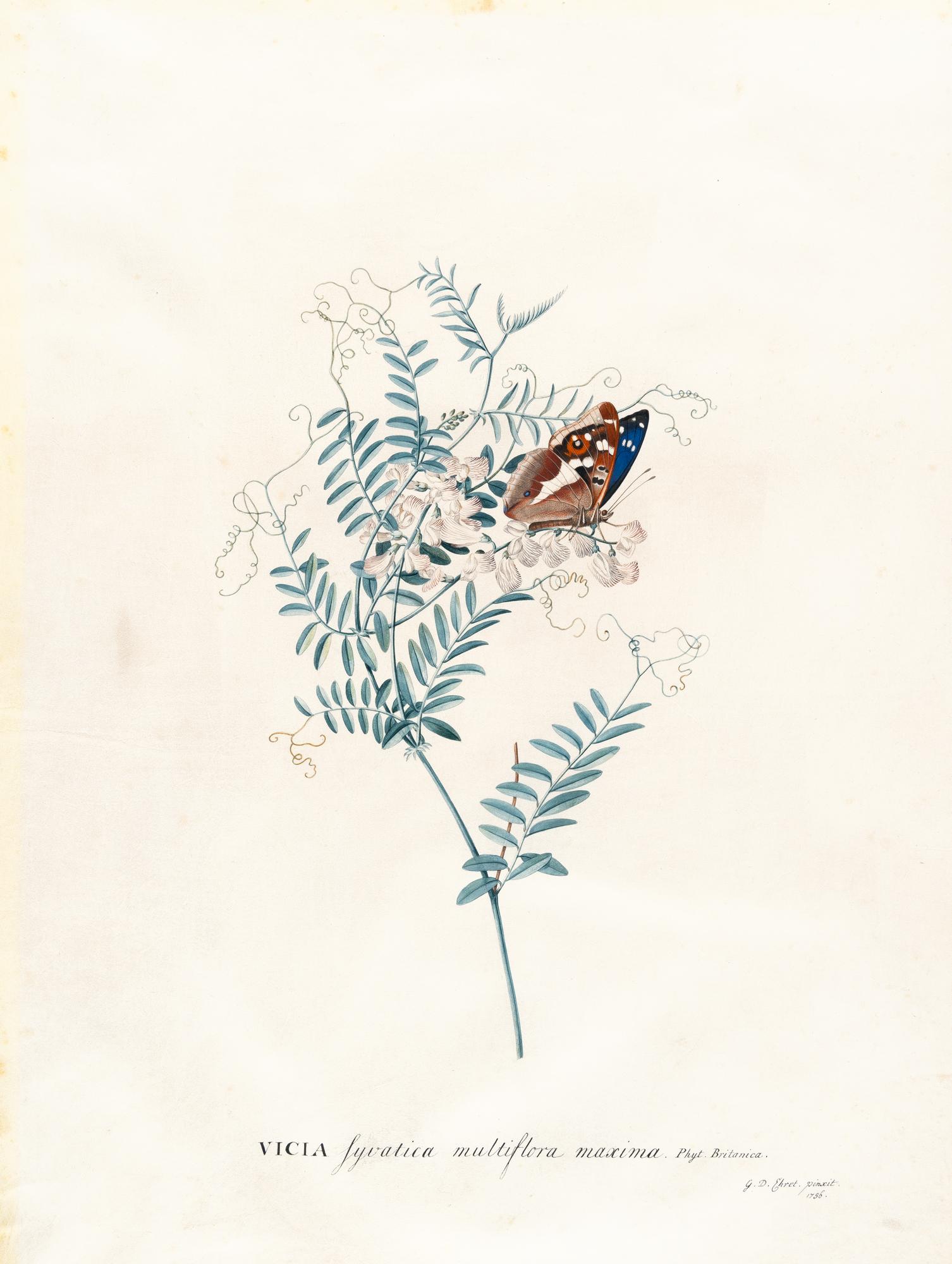 Georg Dionysius Ehret - Vicia sylvatica (Wald-Wicke)