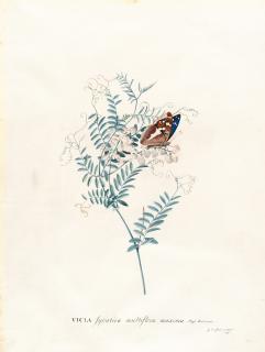 Georg Dionysius Ehret - Vicia sylvatica (Wald-Wicke)