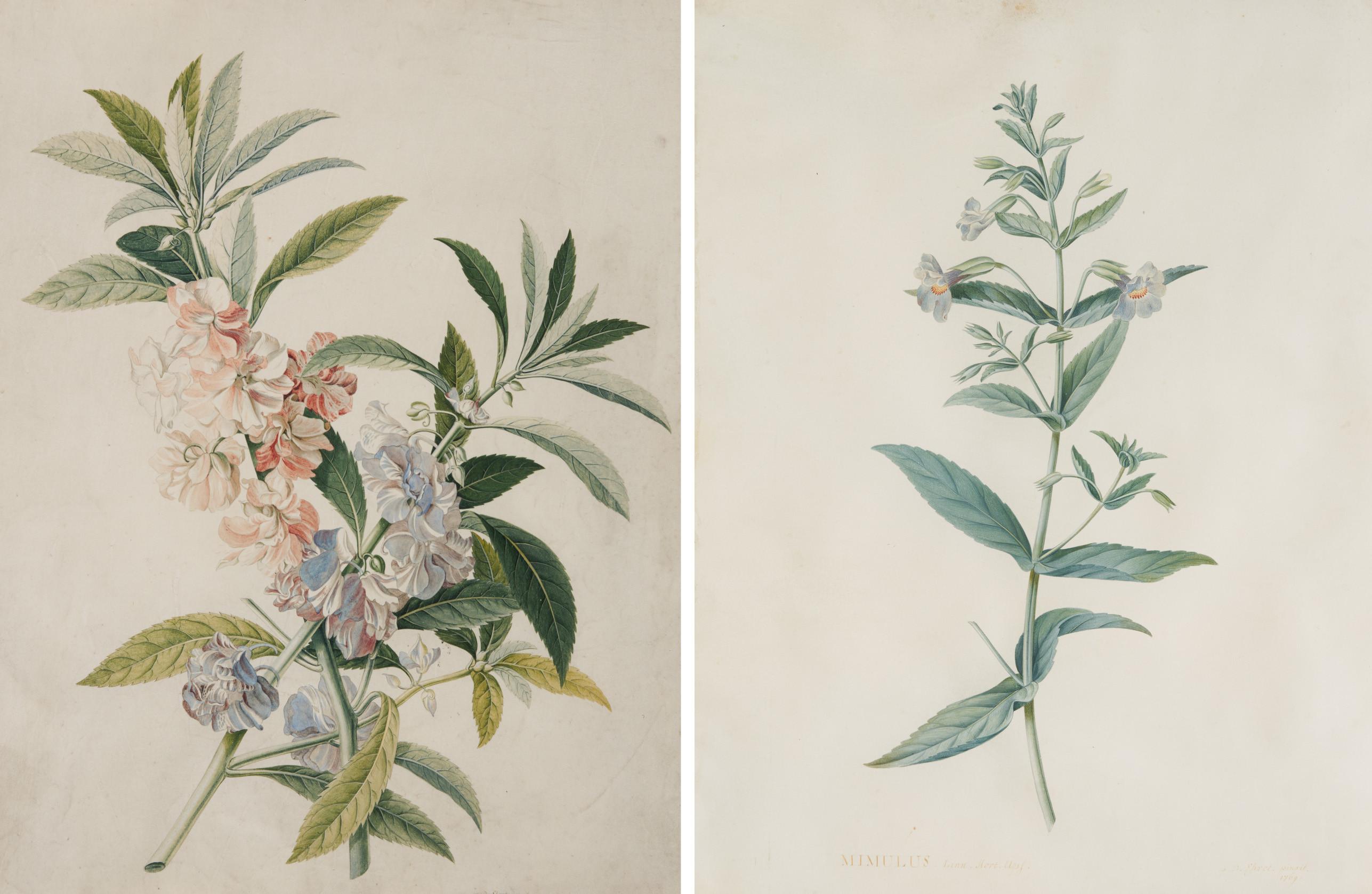 Georg Dionysius Ehret - Zwei Aquarelle mit blauer Gauklerblume und Impatiens Balsamina.