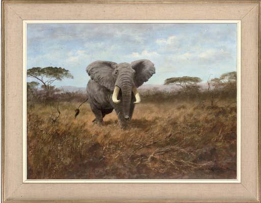 Georg Majewicz - A Bull Elephant