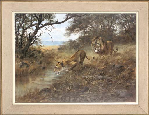 Georg Majewicz - Lions At A Watering Hole