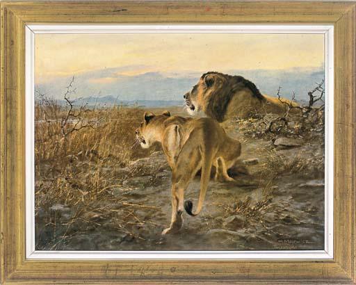 Georg Majewicz - Lions At Sunset, Tanganyika