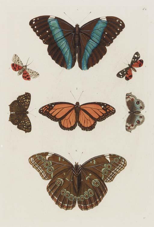Georg Wolfgang Knorr - Delices de la Nature ou Choix de Tout ce que les Trois Regines de la Nature renferment de plus digne des Recherches d\'un curieux pour en former un Cabinet ...: Plates C.1-C.4