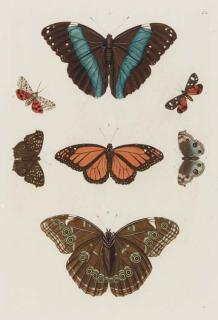 Georg Wolfgang Knorr - Delices de la Nature ou Choix de Tout ce que les Trois Regines de la Nature renferment de plus digne des Recherches d\'un curieux pour en former un Cabinet ...: Plates C.1-C.4