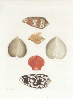 Georg-Wolfgang Knorr - Les Délices Des Yeux Et de L\'Esprit: Six Plates