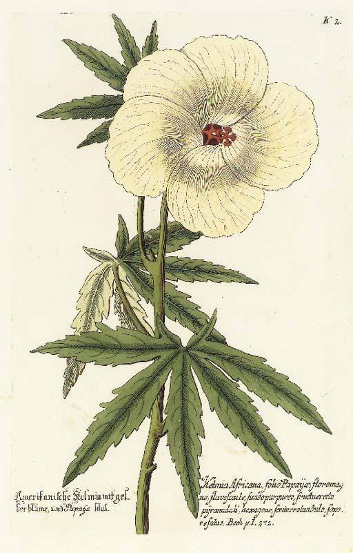 Georg Wolfgang Knorr - Thesaurus Re Herbariae Hortensisque Universalis: Eight Plates