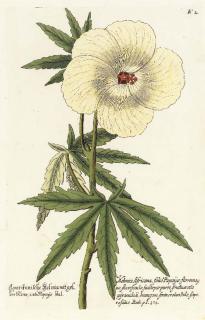 Georg Wolfgang Knorr - Thesaurus Re Herbariae Hortensisque Universalis: Eight Plates