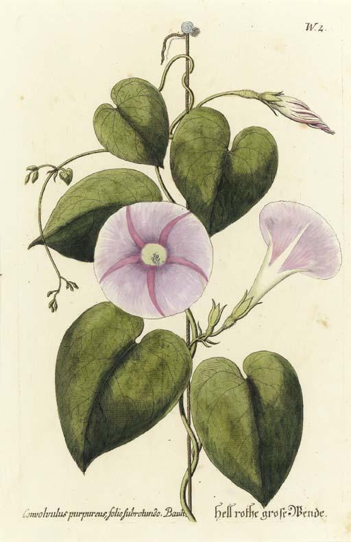 Georg Wolfgang Knorr - Thesaurus Rei Herbariae Hortensisque Universalis: Eight Plates