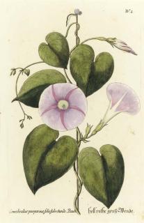 Georg Wolfgang Knorr - Thesaurus Rei Herbariae Hortensisque Universalis: Eight Plates