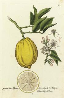 Georg Wolfgang Knorr - Thesaurus Rei Herbariae Hortensisque Universalis: Eight Plates