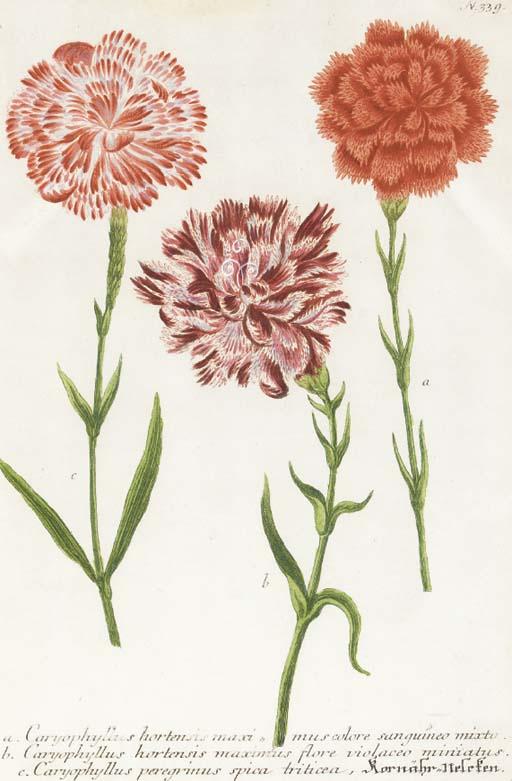 Georg Wolfgang Knorr - Thesaurus Rei Herbariae Hortensisque Universalis...: Four Plates