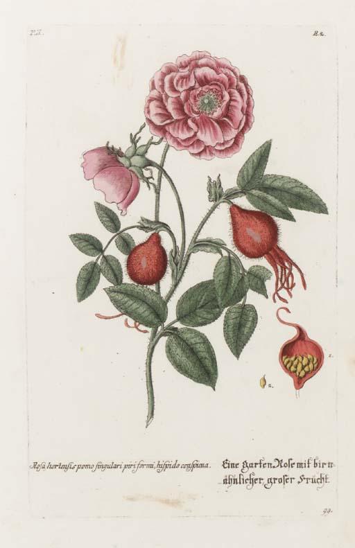 Georg Wolfgang Knorr - Thesaurus rei Herbariae Hortensisque Universalis...: Seven Plates