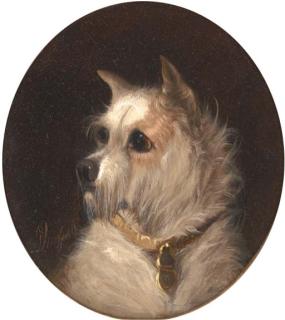 George Armfield - A terrier