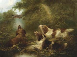 George Armfield - Spaniels flushing out a pheasant