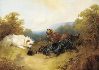 George Armfield - Terriers rabbiting