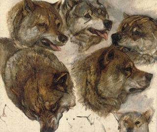 George Bouverie Goddard - Study of huskies heads