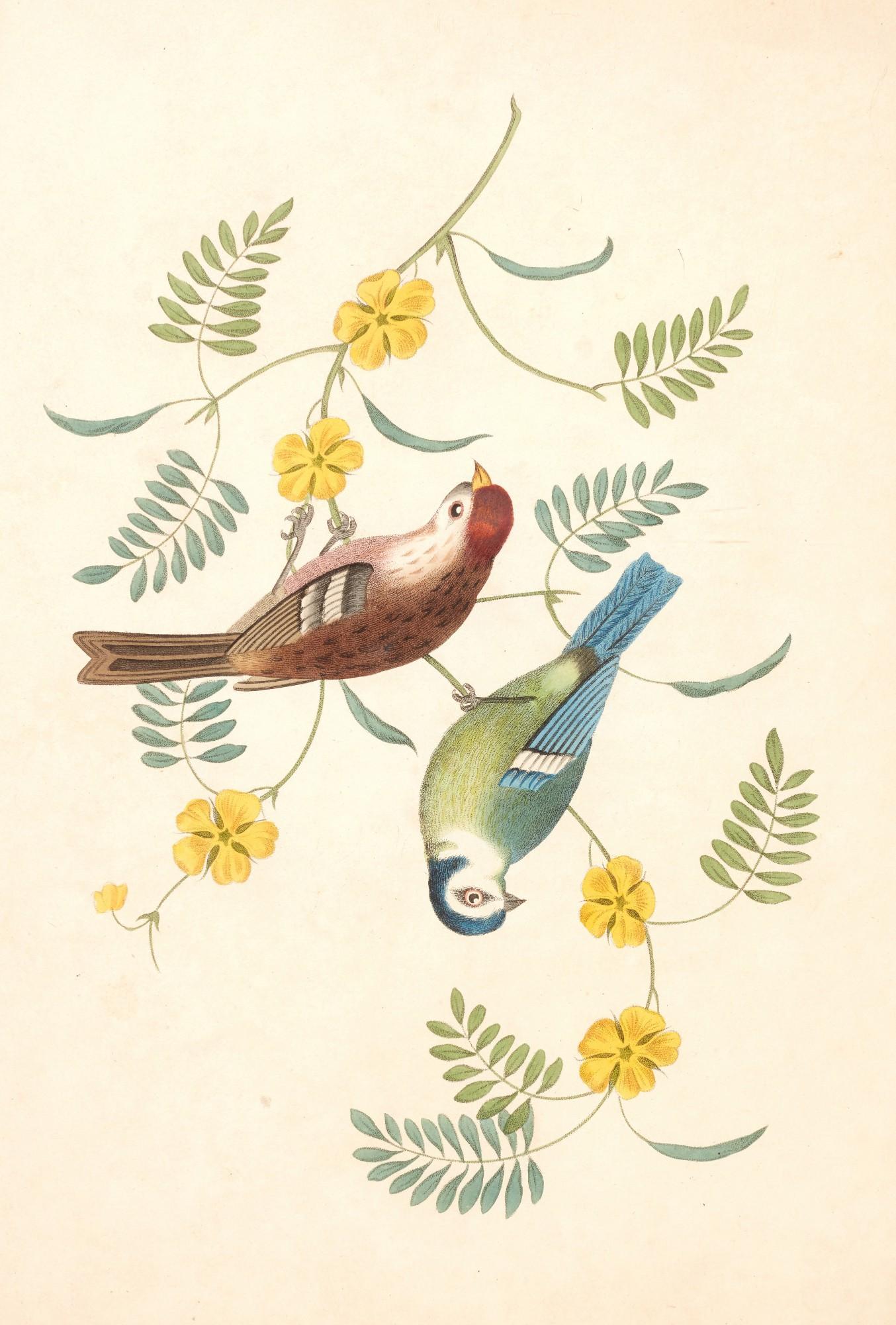 George Brookshaw - Groups of fruit [Six birds; Groups of flowers]... second edition, 1819