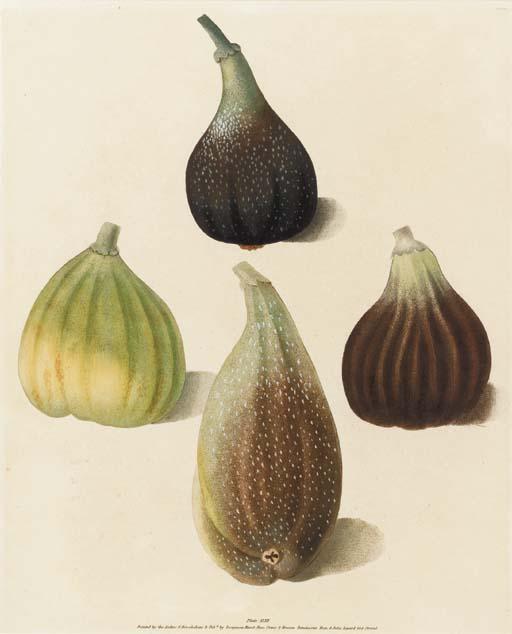 George Brookshaw - Pomona Britannica, or a Collection of the Most Esteemed Fruits at Present Cultivated in Great Britain: Eight Plates