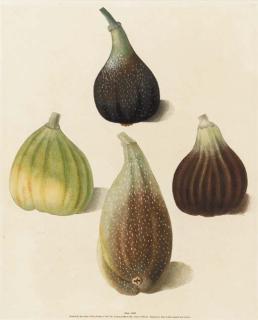 George Brookshaw - Pomona Britannica, or a Collection of the Most Esteemed Fruits at Present Cultivated in Great Britain: Eight Plates
