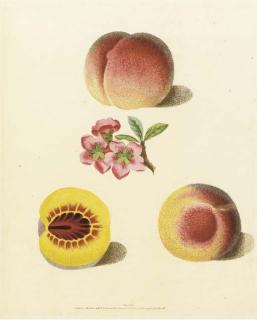 George Brookshaw - Pomona Britannica, or a Collection of the Most Esteemed Fruits at Present Cultivated in Great Britain: Six Plates