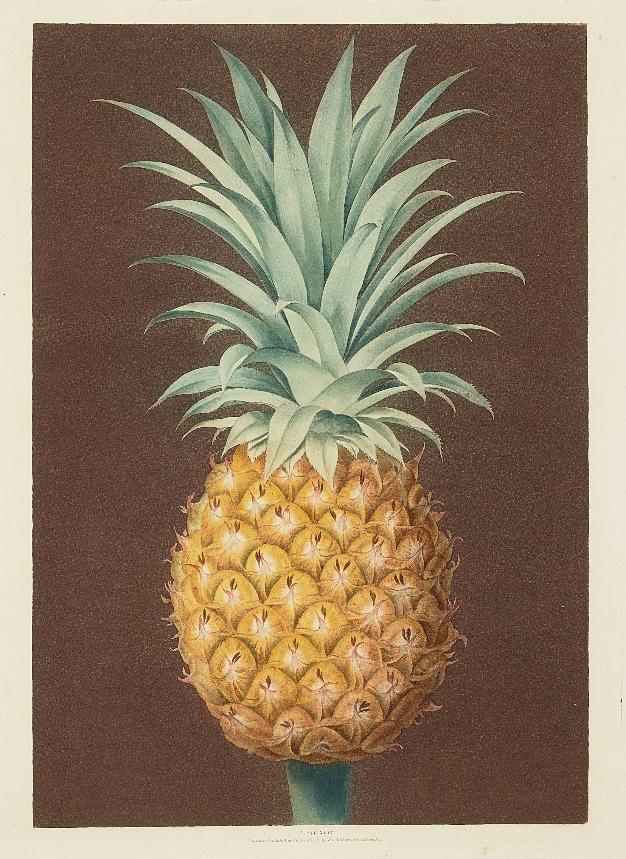 George Brookshaw - Smooth Leaved Green Antigua Pineapple, pl. XLIV, from Pomona Britannica