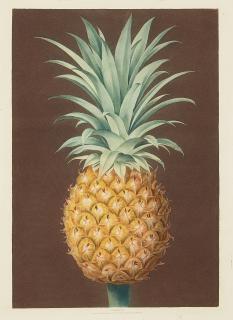 George Brookshaw - Smooth Leaved Green Antigua Pineapple, pl. XLIV, from Pomona Britannica
