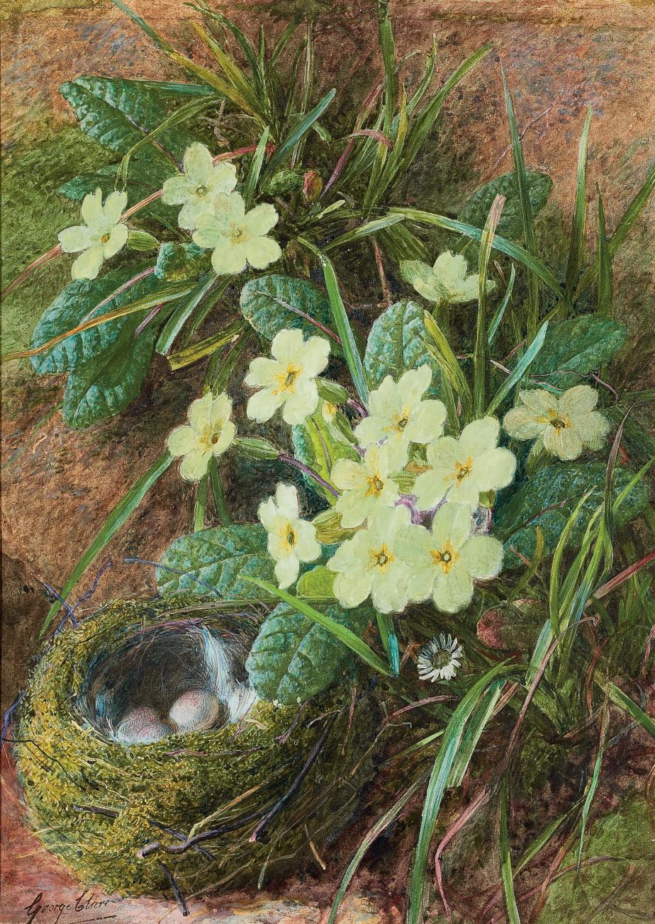 George Clare - Still life of a bird\'s nest and primroses