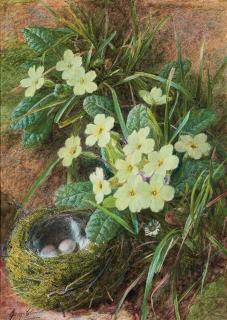 George Clare - Still life of a bird\'s nest and primroses