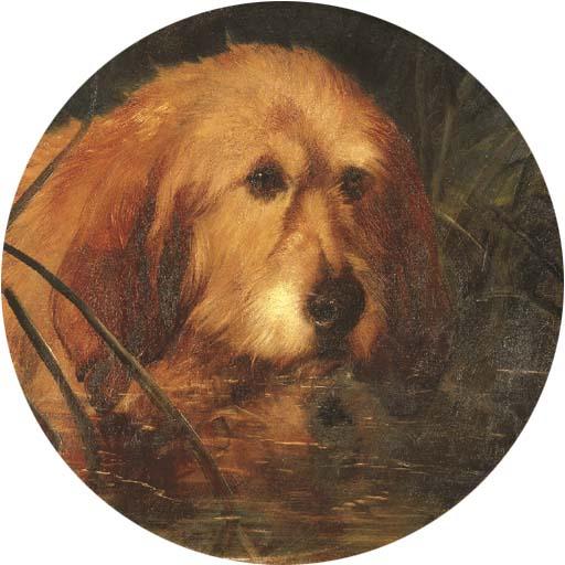 George Earl - An Otterhound in Reeds