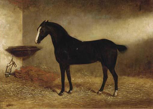 George Earl - Bob, a black horse in a stable