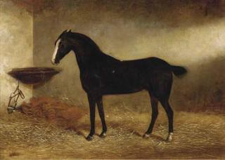George Earl - Bob, a black horse in a stable