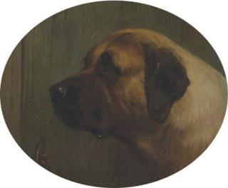 George Earl - Head of A Bull Mastiff