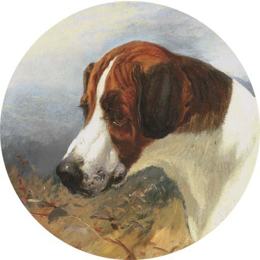 George Earl - Head of Gainer, a Fox Hound